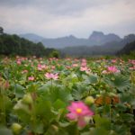 怎么坐高铁到武夷山市 武夷山荷花