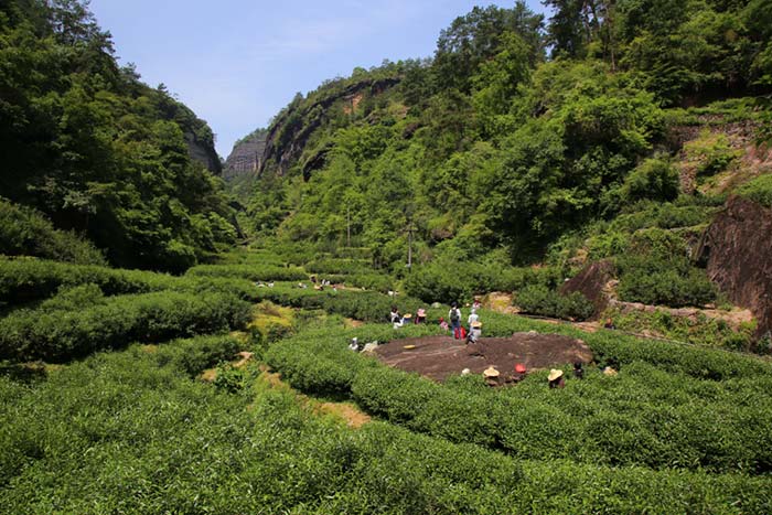 武夷岩茶正岩产区-牛栏坑