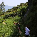 武夷岩茶正岩产区-牛栏坑