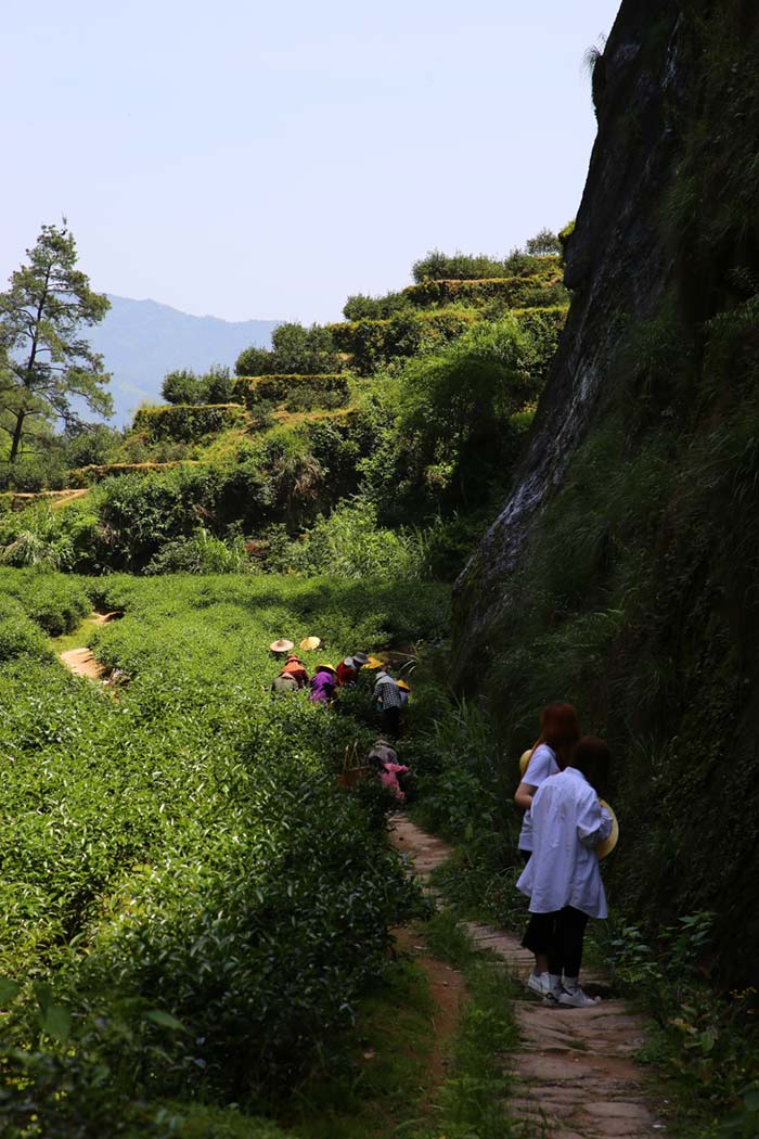 武夷岩茶正岩产区-牛栏坑
